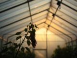 what are the disadvantages of a polycarbonate greenhouse?